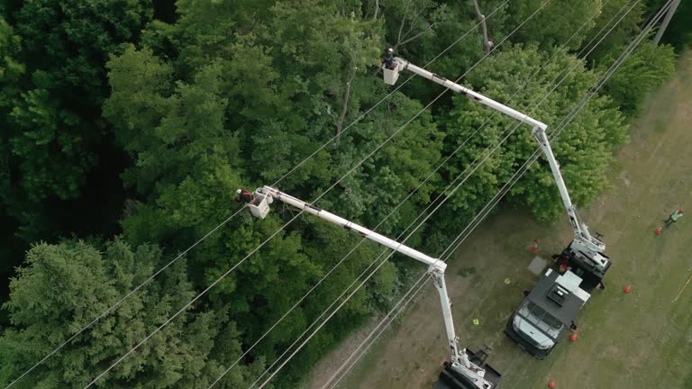  Sylvester, GA Tree Removal Pros