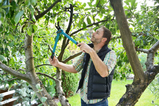 Best Tree Trimming and Pruning  in Sylvester, GA